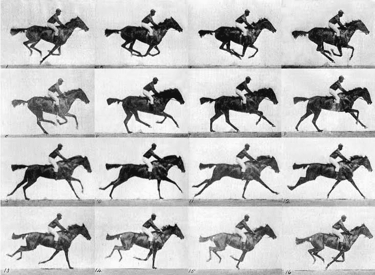 the horse in motion animation